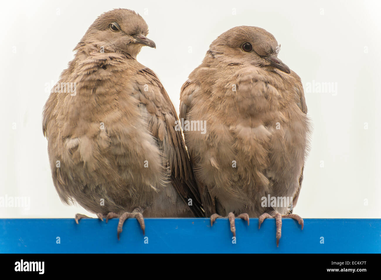 2 piccioni seduti fianco a fianco su una barra di colore blu Foto Stock