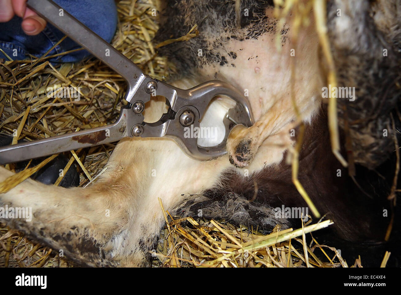 La castrazione di un vitello per mezzo di una pinza Burdizzo Foto Stock