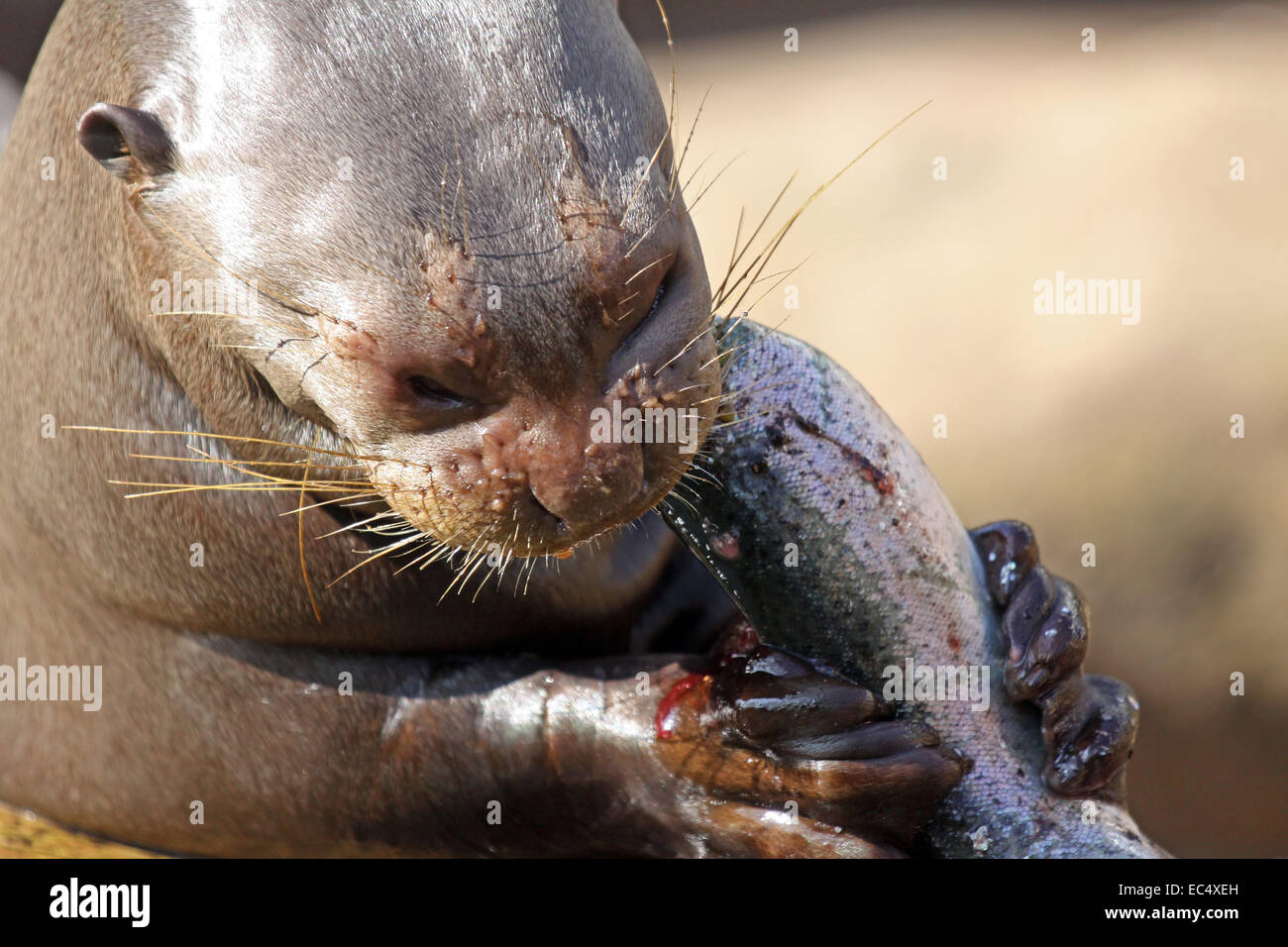 Lontra gigante Pteronura brasiliensis Foto Stock