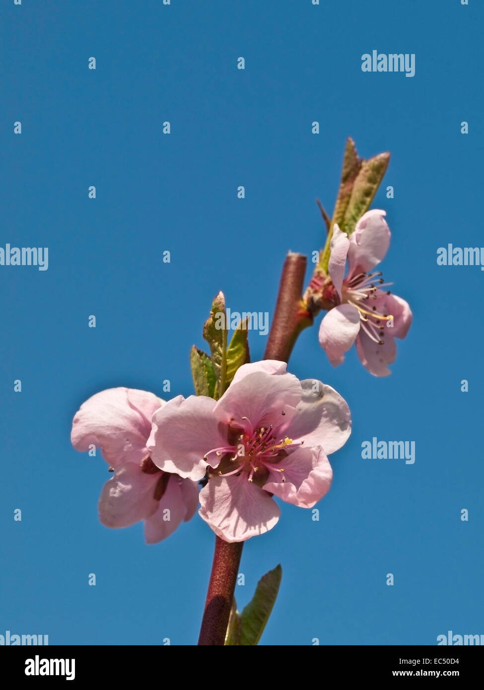 Peach Blossoms, Prunus persica Batsch Foto Stock