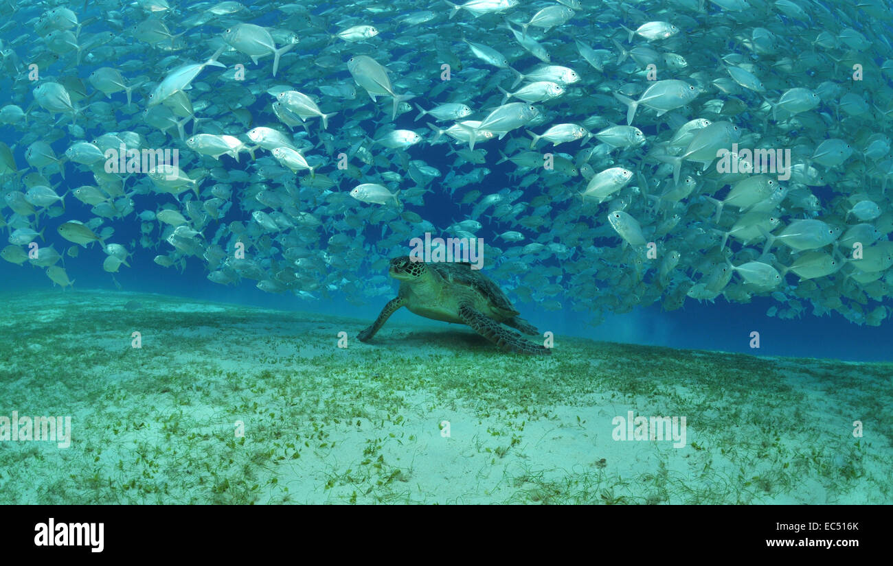 Tartaruga di mare in uno sciame di pesce Foto Stock