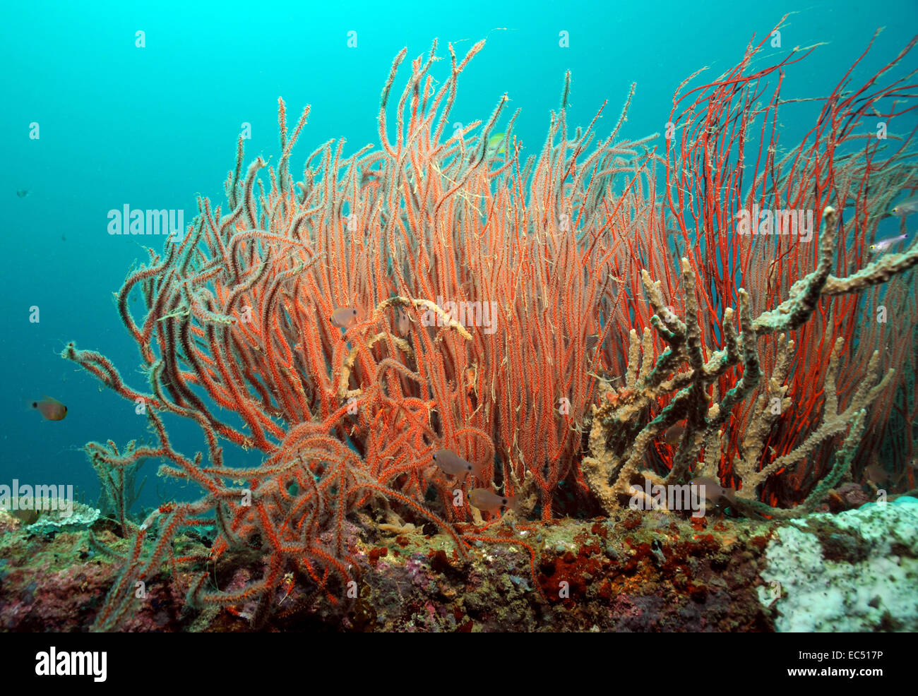 Coralli a frusta Foto Stock