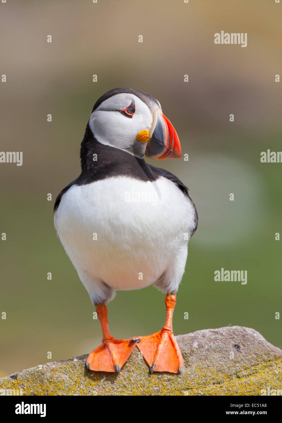 Atlantic puffini, Fratercula arctica, su roccia, Northumberland, Regno Unito Foto Stock