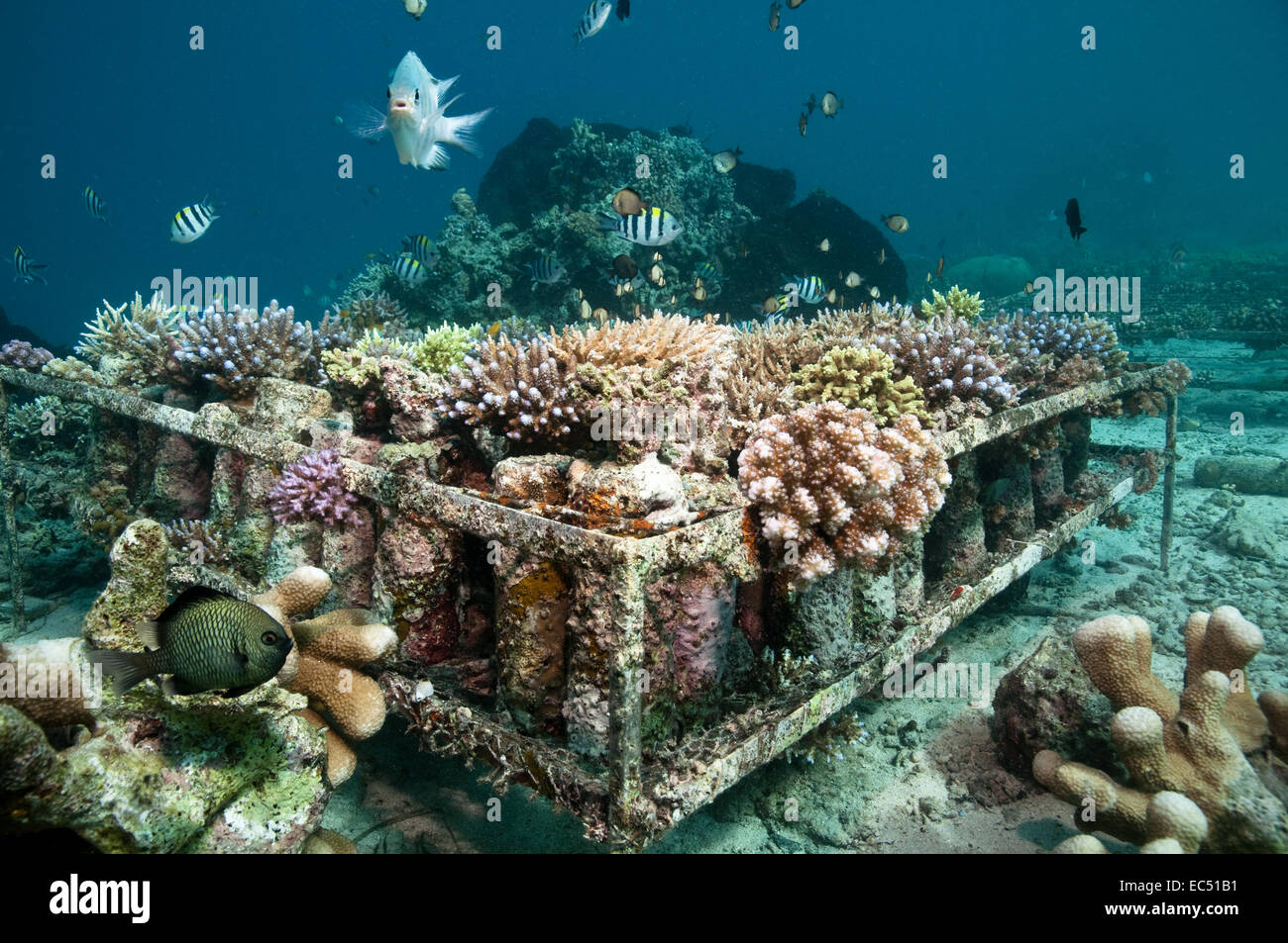Artificial Coral reef Foto Stock