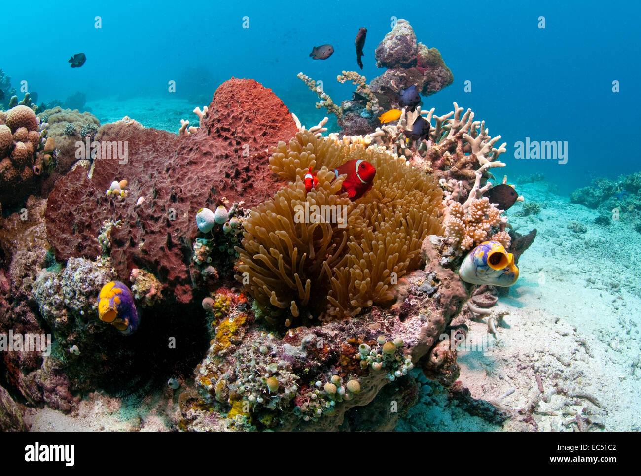 barriera corallina Foto Stock