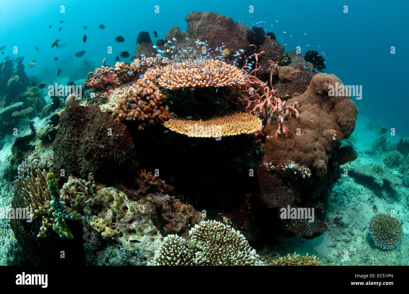 Vivono nella barriera corallina Foto Stock