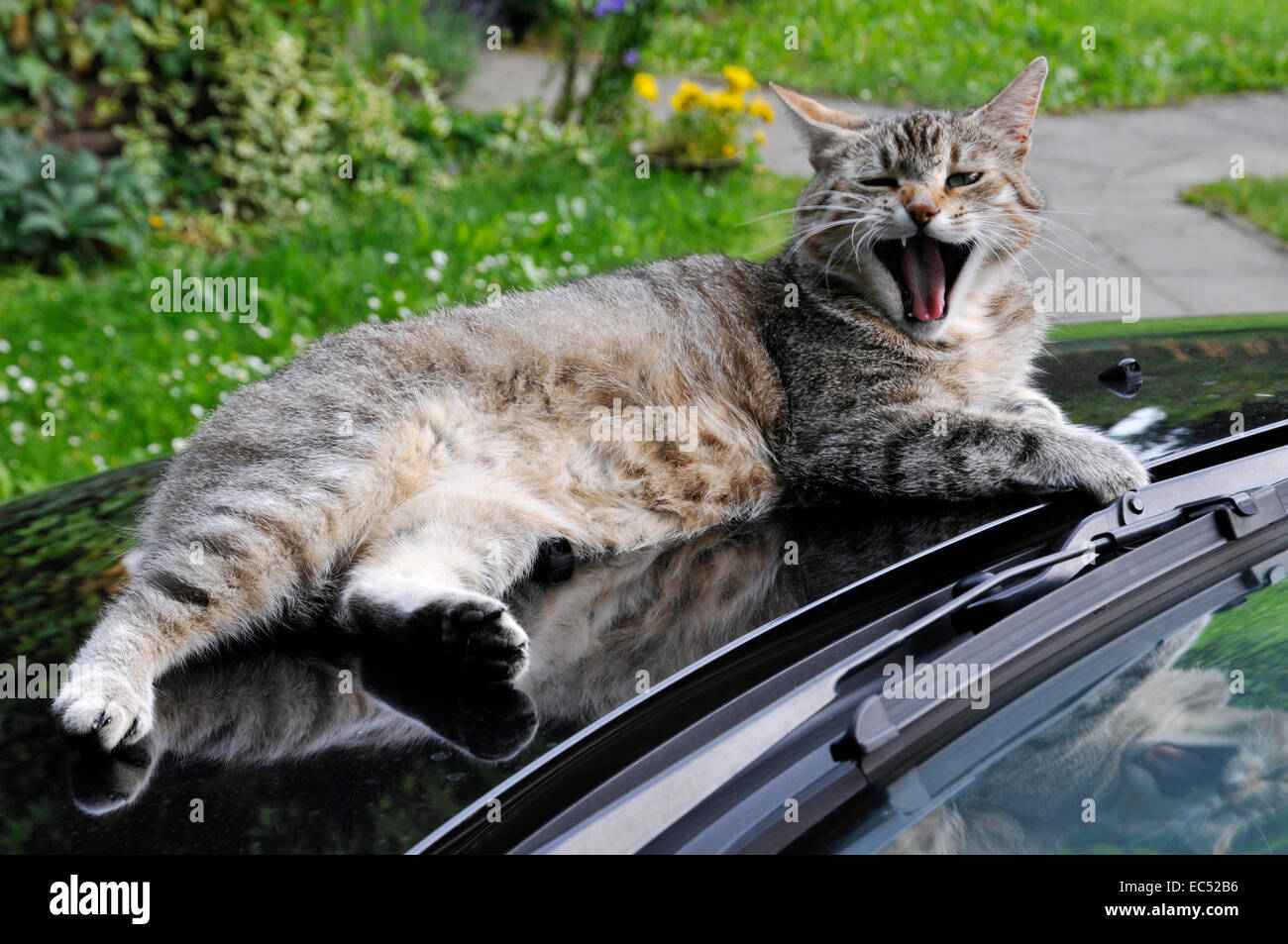 Gatto su un'auto Foto Stock