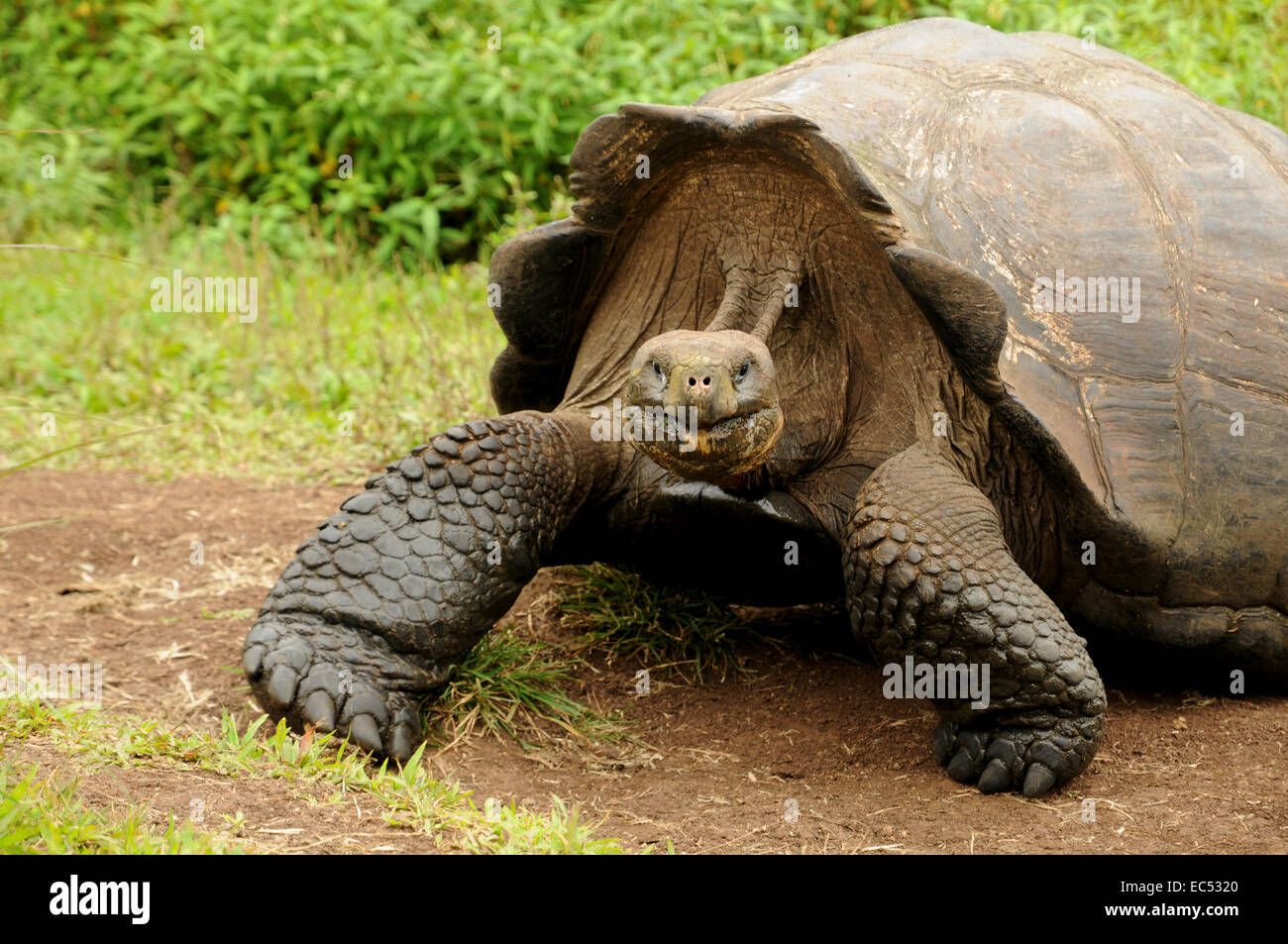 Galapagos tartaruga gigante Foto Stock