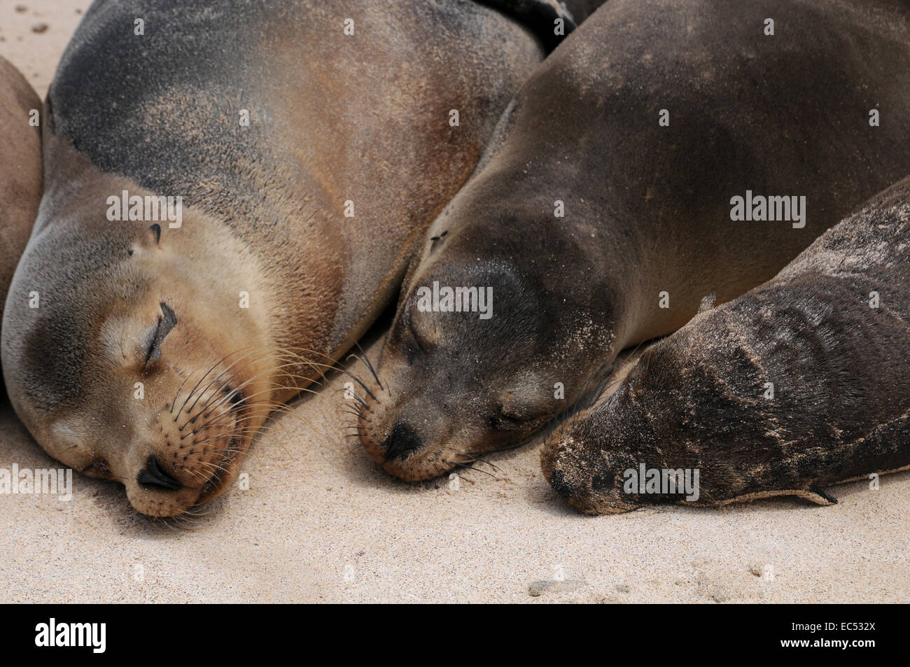 Leoni di mare di sonno Foto Stock