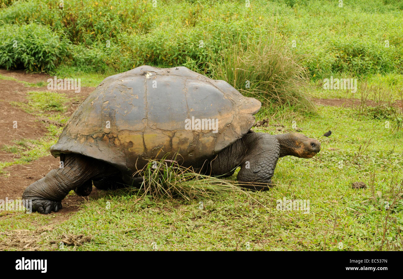 GalÃ¡pagos tartaruga gigante Foto Stock