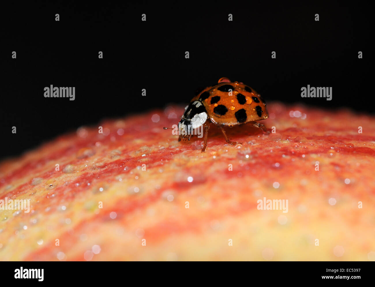 Ladybug su un Apple Foto Stock