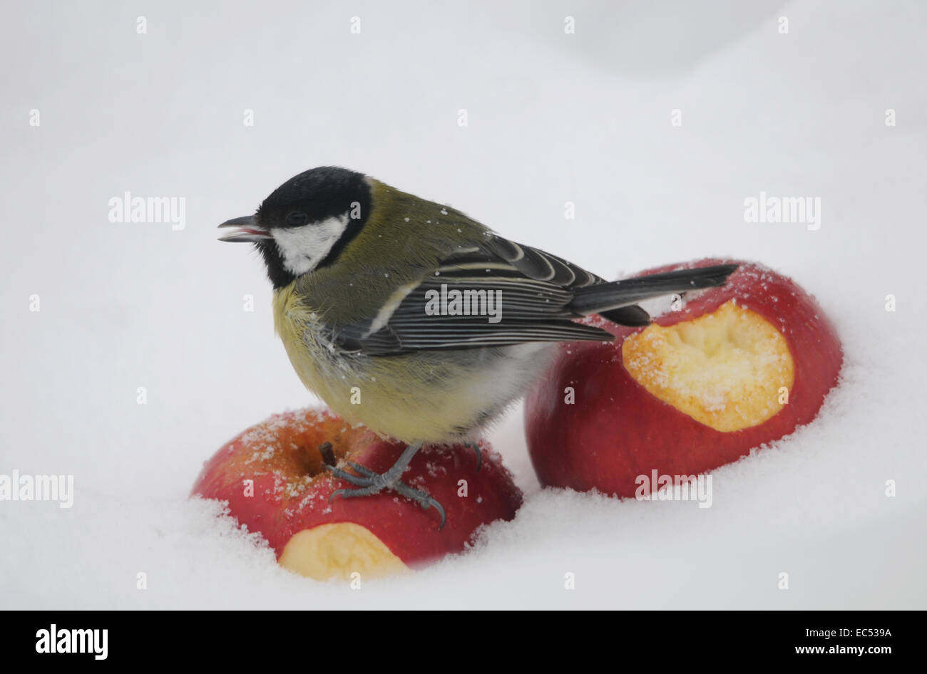 Cinciallegra nella neve Foto Stock