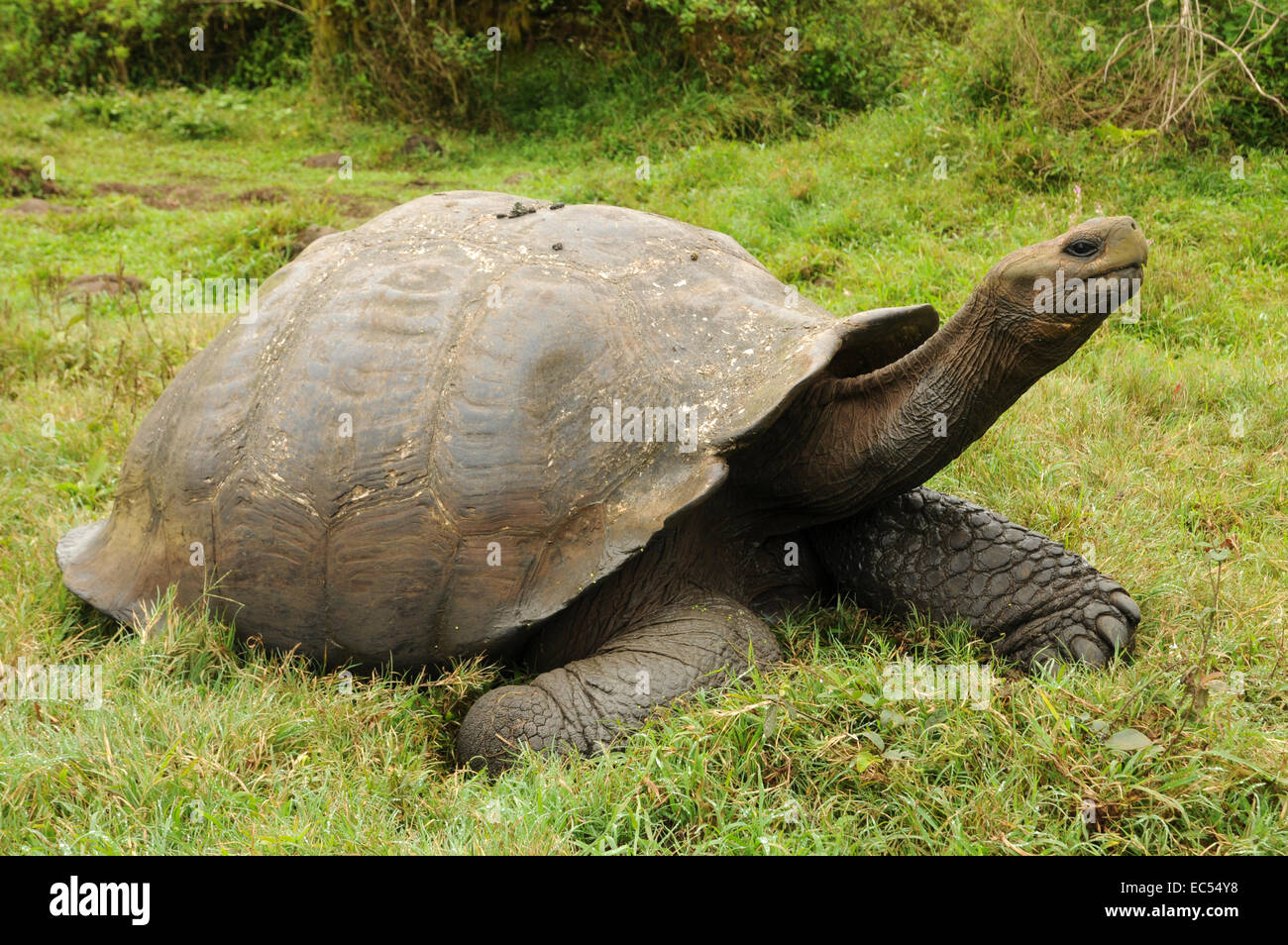 Tartaruga Galapagos Foto Stock