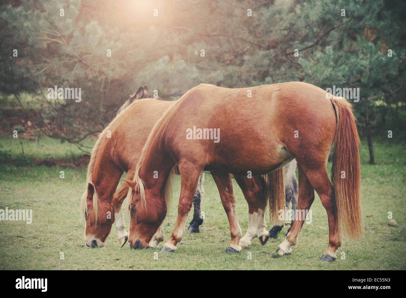 Vintage retrò immagine filtrata di cavalli al pascolo. Foto Stock