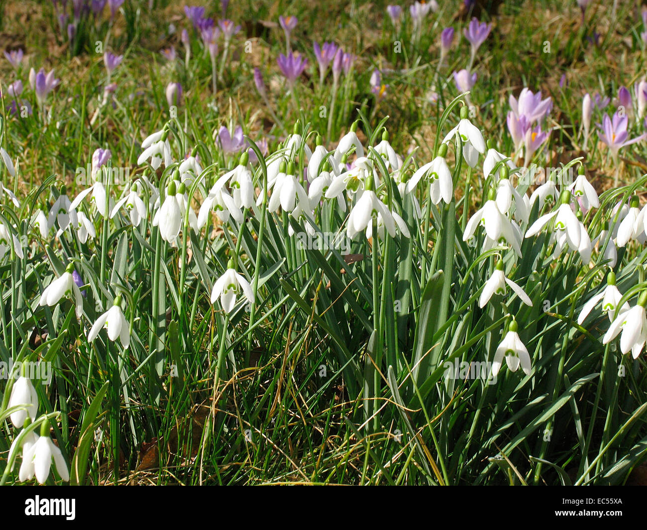 La Snowdrop è un early bloomer, che apre i suoi fiori nel periodo da febbraio a marzo. Api e bombi e altri insetti ci raccogliere il primo il polline e il nettare per l allevamento di la loro covata. Foto: Klaus Nowottnick Data: Marzo 8, 2012 Foto Stock
