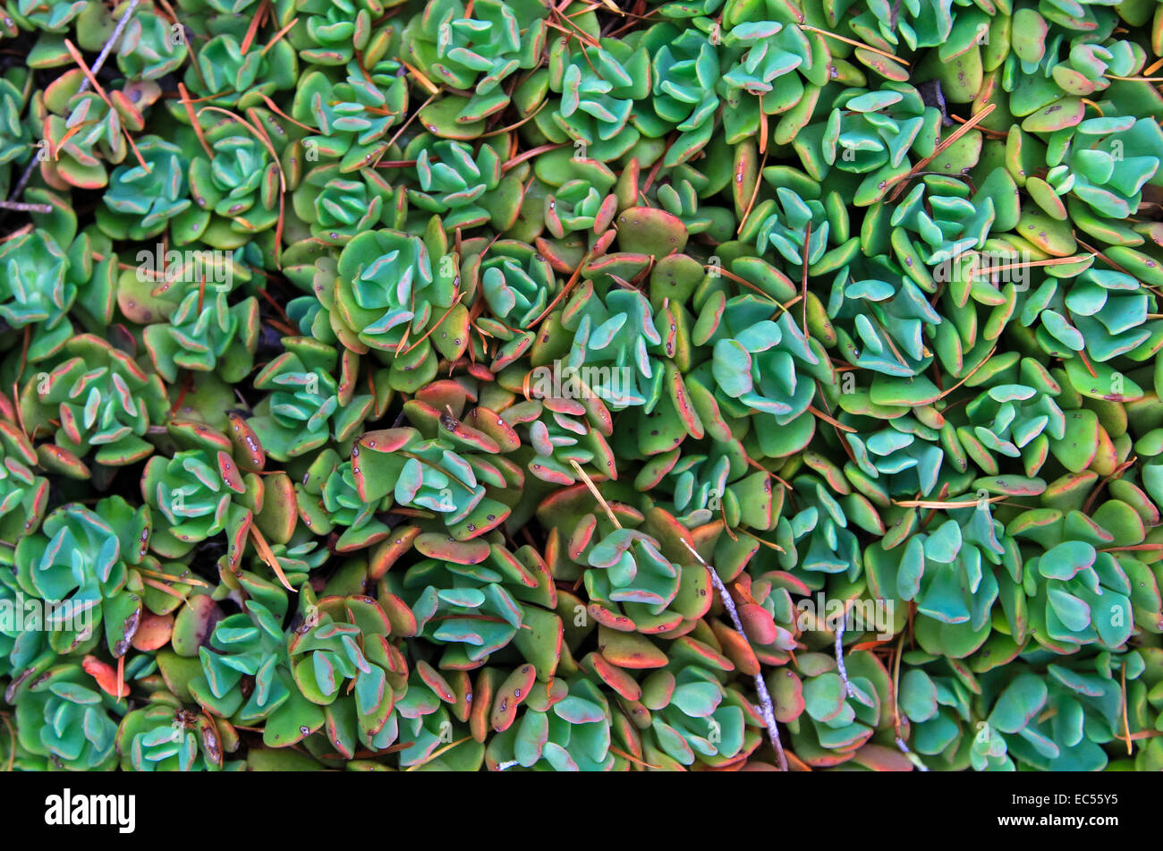 Colori vivaci da una cremosa Stonecrop (Sedum oregonense) pianta centrale, Oregon, Stati Uniti d'America Foto Stock