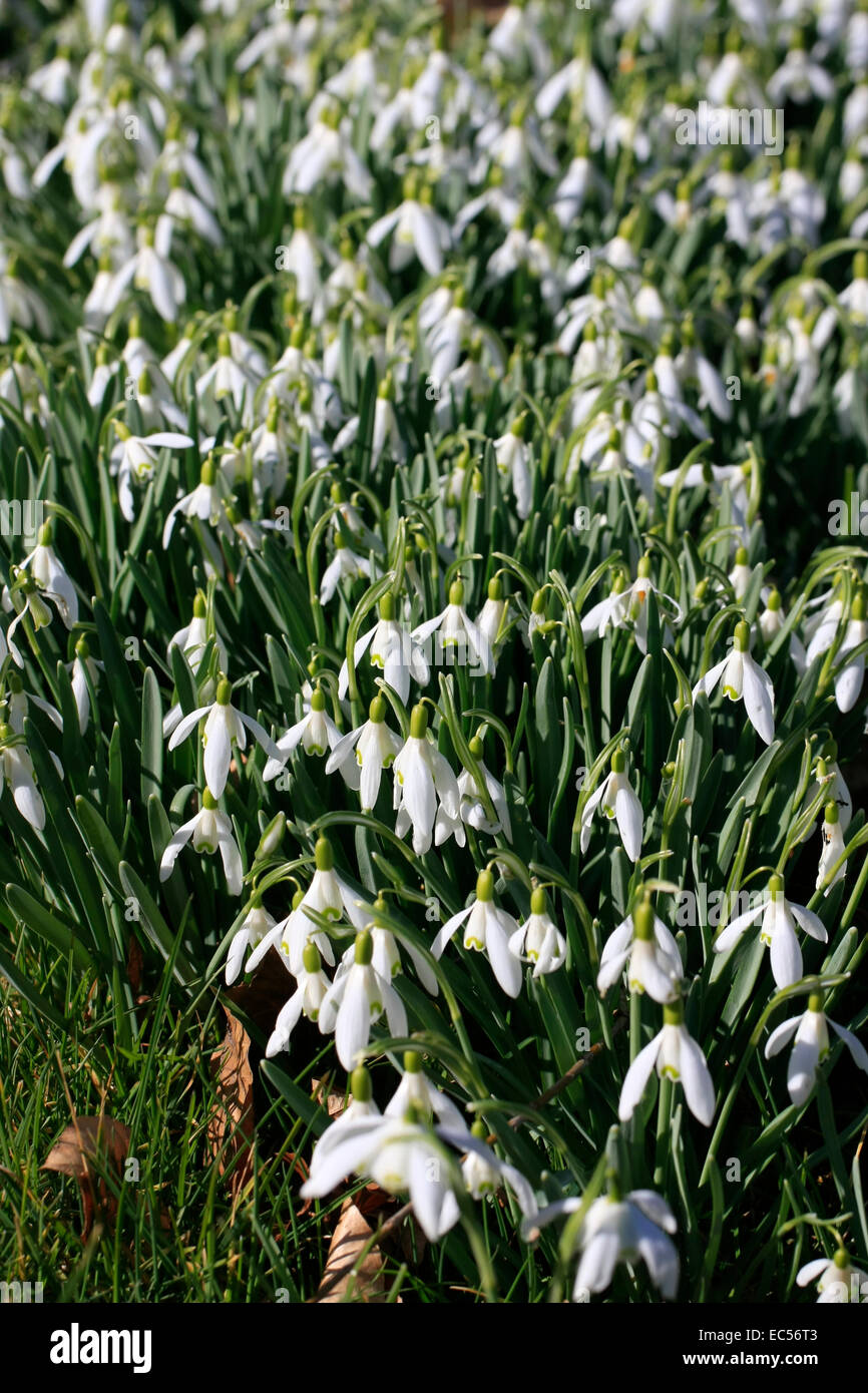 La Snowdrop è un early bloomer, che apre i suoi fiori nel periodo da febbraio a marzo. Api e bombi e altri insetti ci raccogliere il primo il polline e il nettare per l allevamento di la loro covata. Foto: Klaus Nowottnick Data: Marzo 8, 2014 Foto Stock