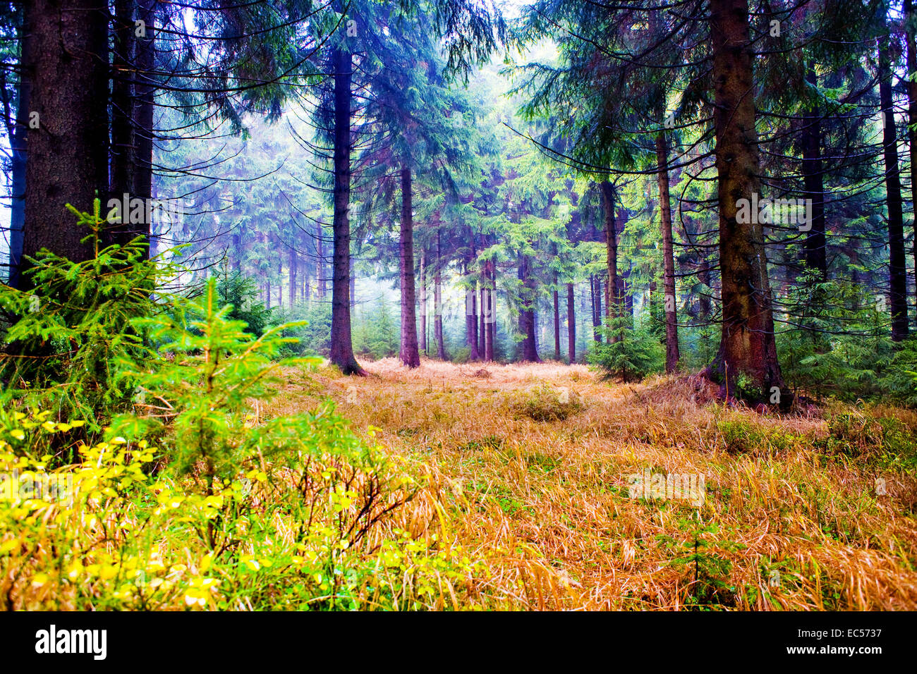 La foresta di autunno scena una passeggiata nei boschi Foto Stock