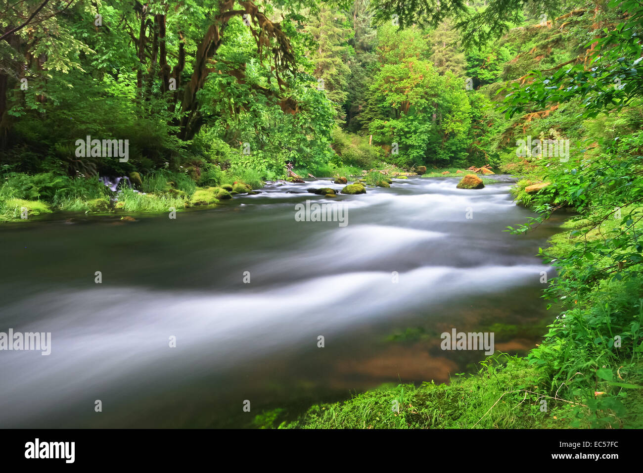 Lussureggianti foreste pluviali temperate a drift creek, Oregon, Stati Uniti d'America Foto Stock