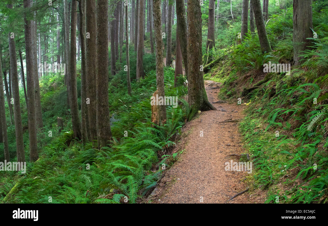 Costiera lussureggiante foresta di pioggia lungo il Cape Falcon Trail, Oregon, Stati Uniti d'America Foto Stock