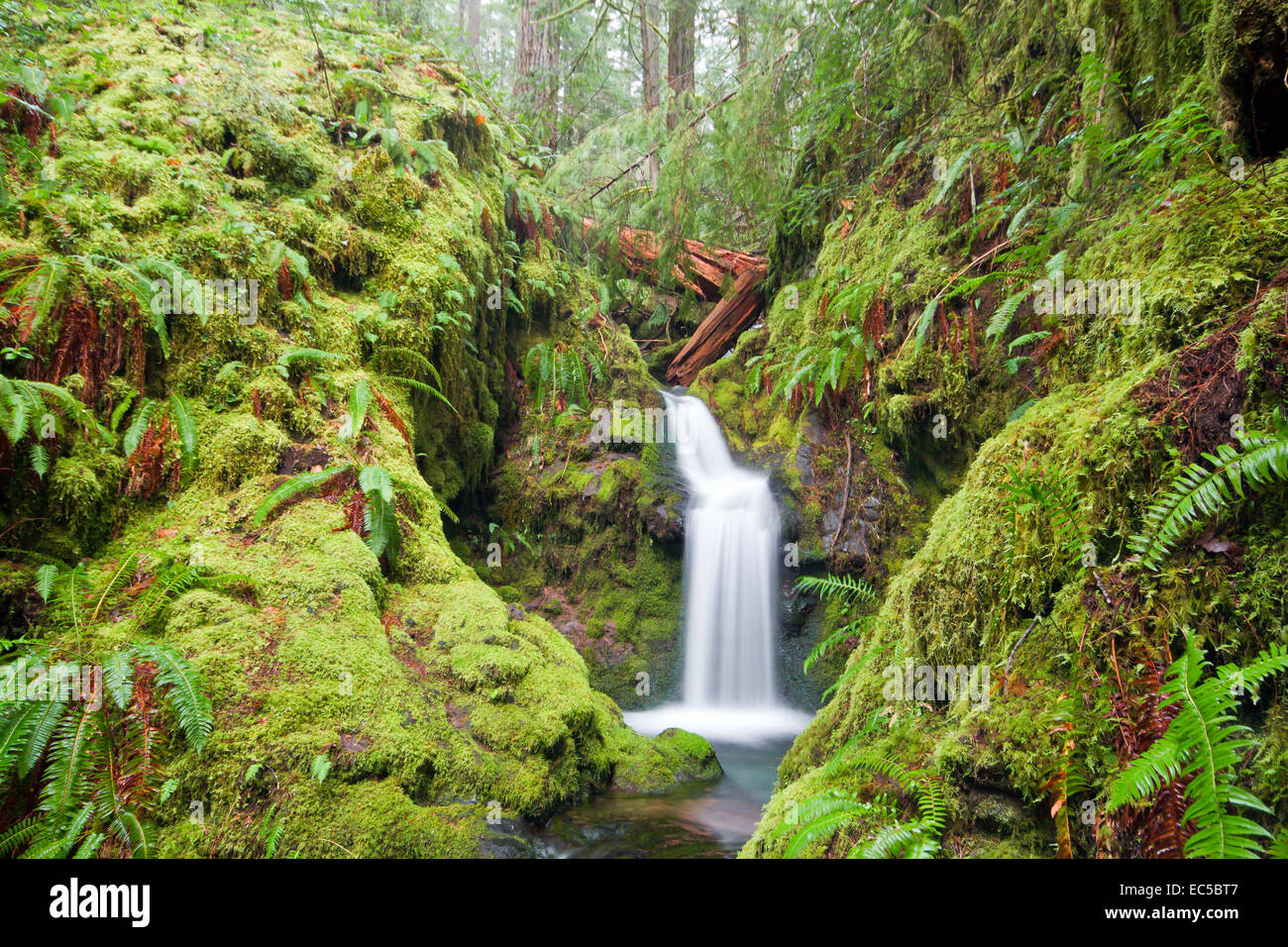 Lussureggiante cascata in Oregon la foresta pluviale temperata, Francese Pete creek, Oregon, Stati Uniti d'America. Foto Stock