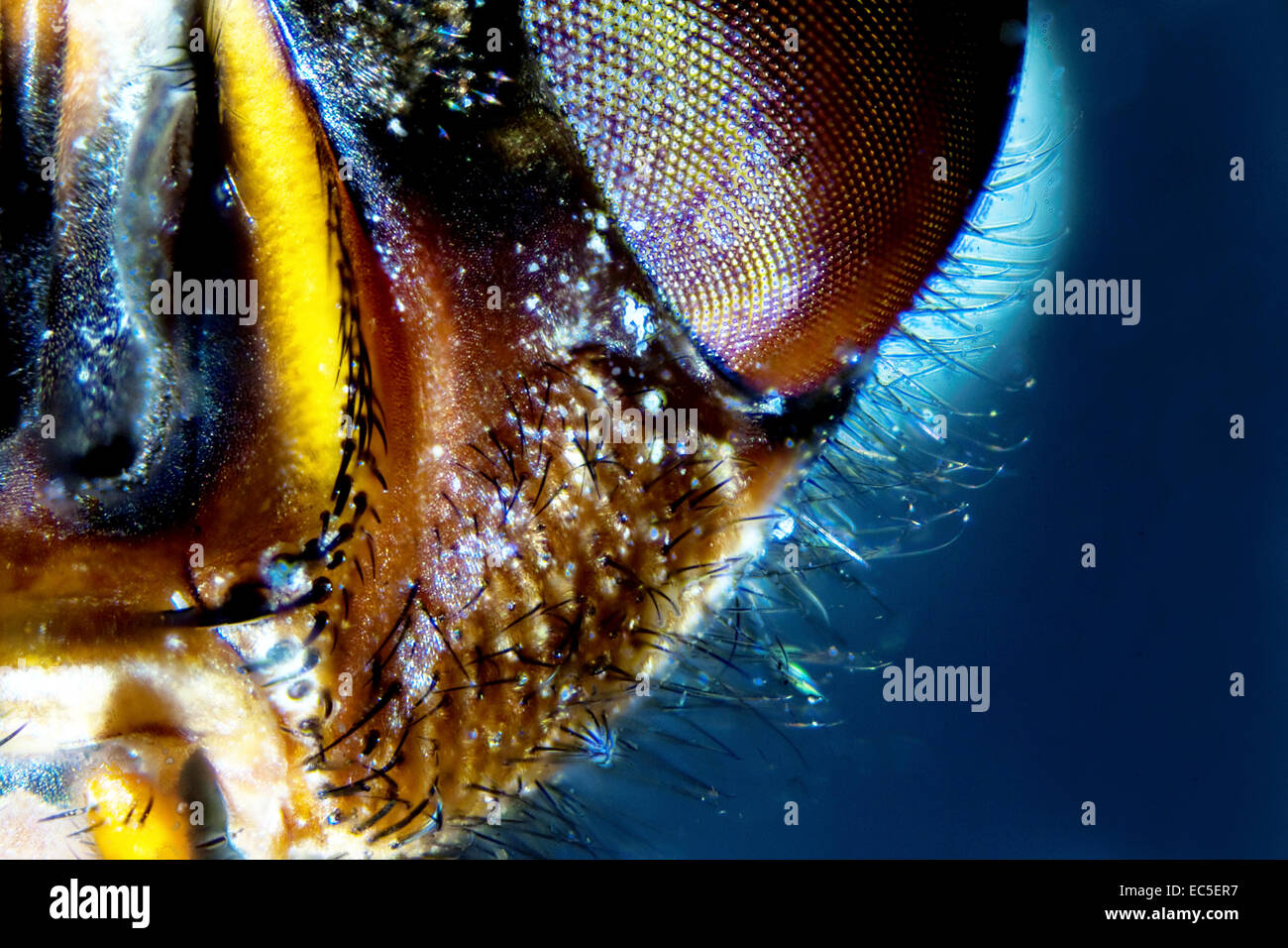 Microphoto dettaglio di una mosca Foto Stock