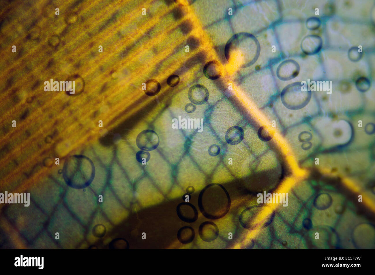 Microphoto di un olocausto diapositiva a colori Foto Stock