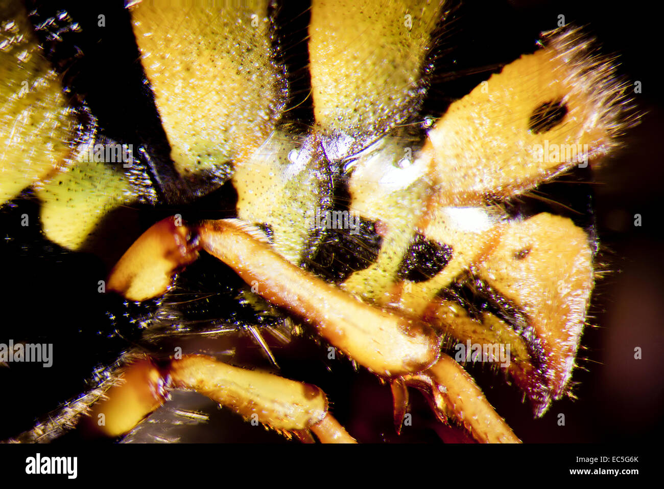 Micro foto di una vespa Foto Stock