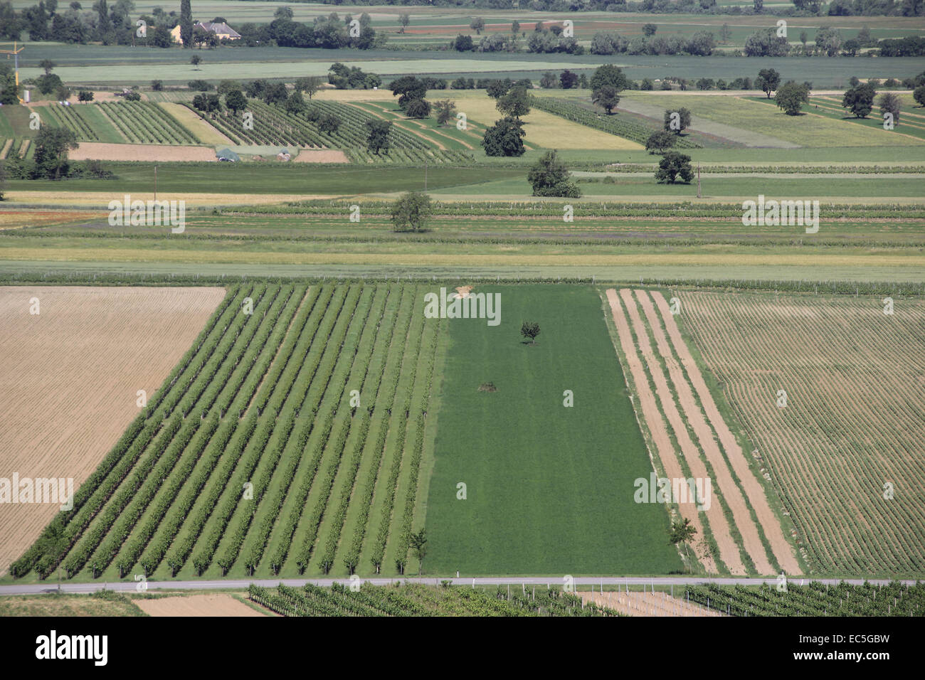 Campi nel Burgenland, Austria Foto Stock