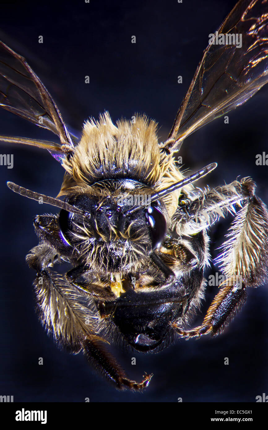 Micro foto di un ape Foto Stock