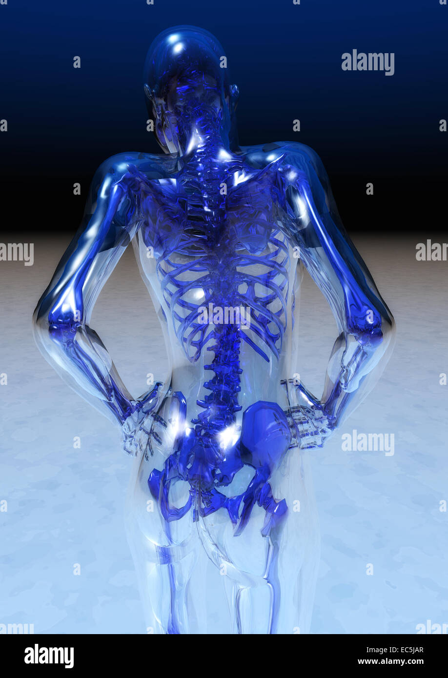 Anatomia umana Foto Stock