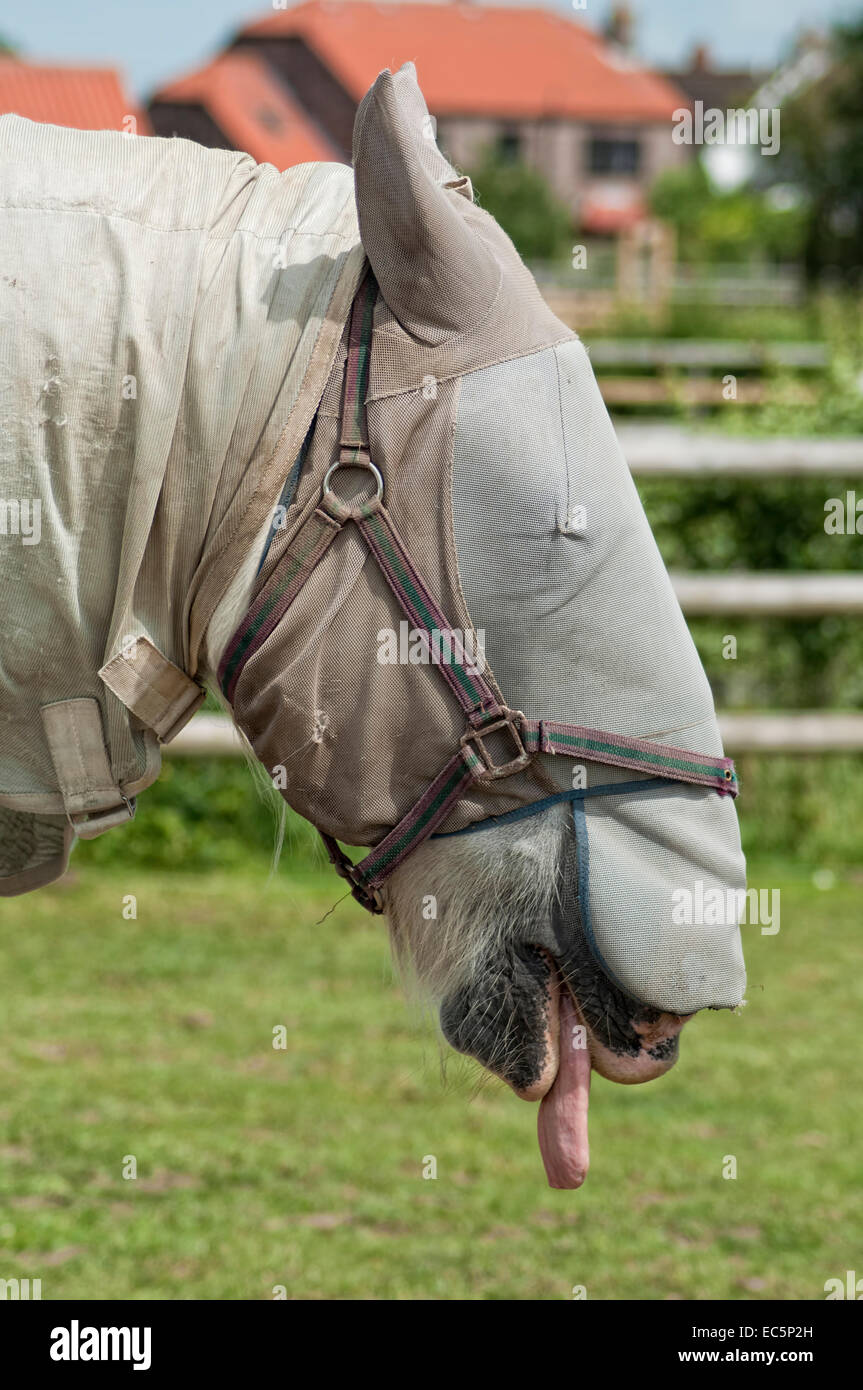 A cavallo con le condizioni della pelle coperta per proteggersi dal sole Foto Stock