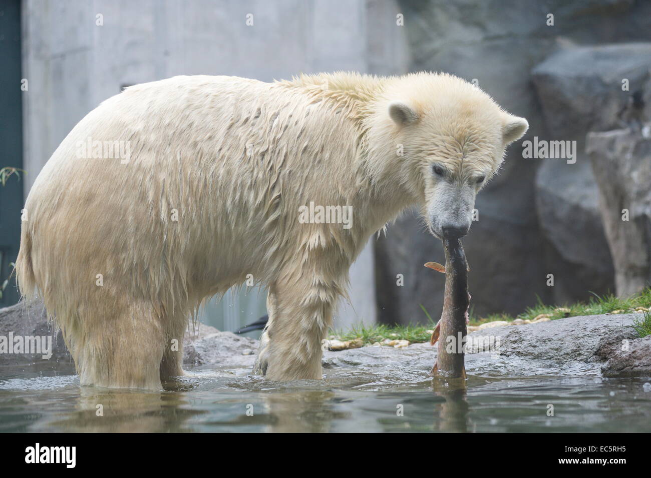 Orso polare Ursus maritimus Foto Stock