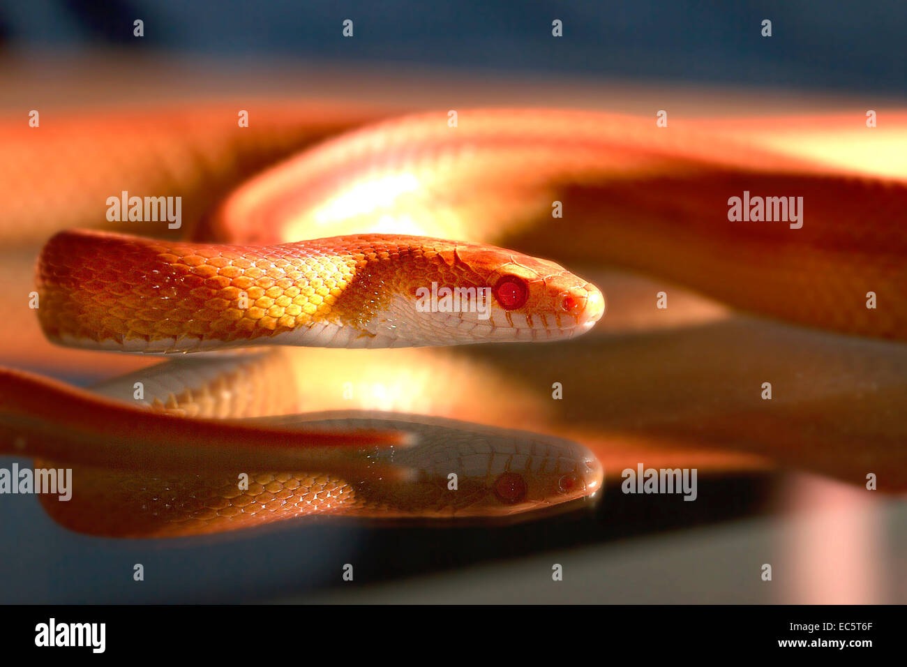 serpente della vipera Foto Stock