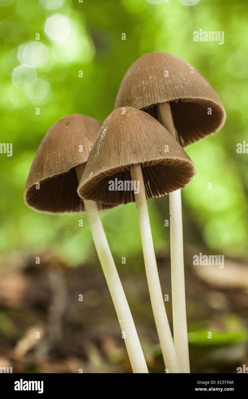 I funghi di bosco Foto Stock