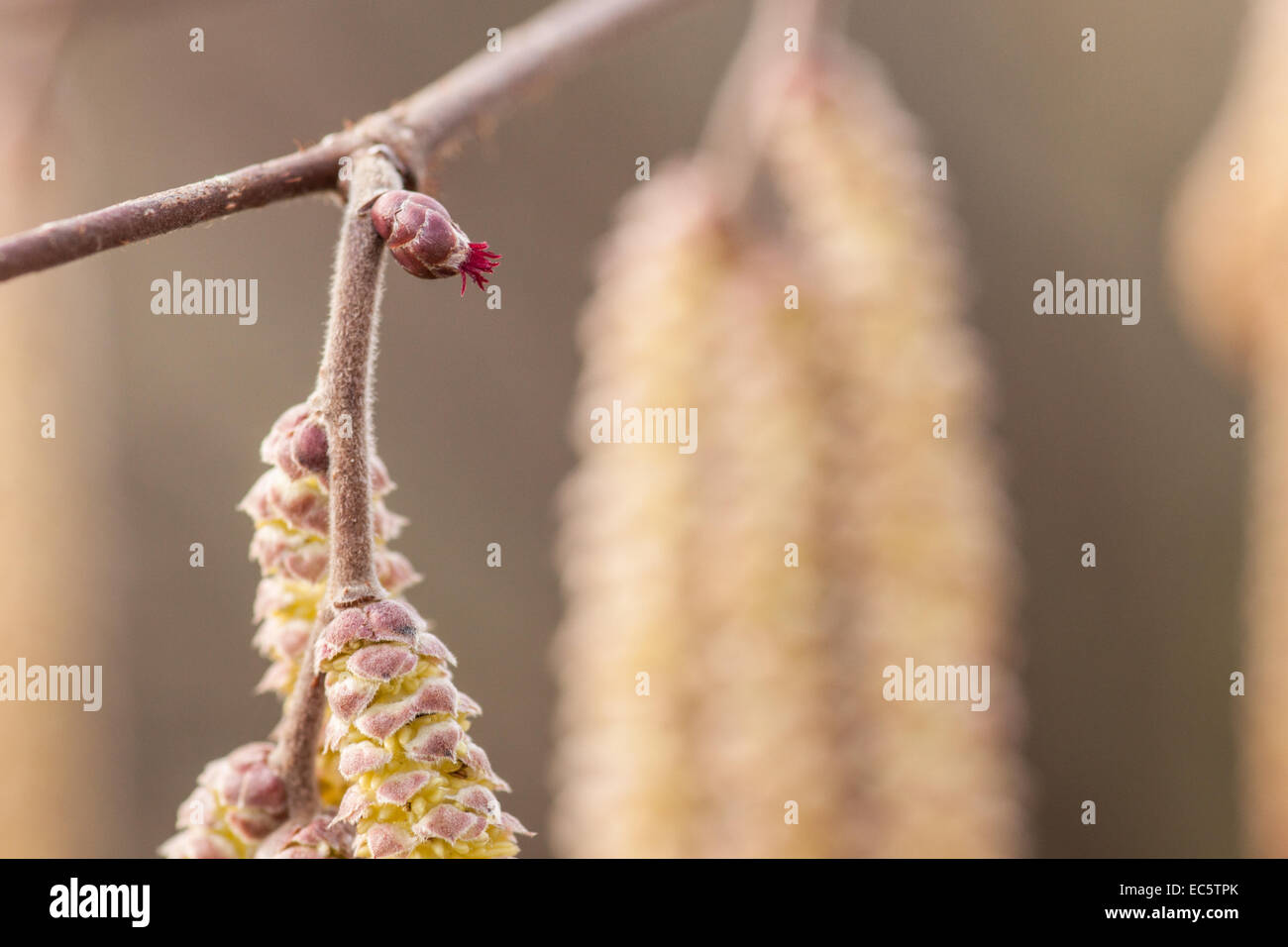 Maschio e femmina hazel bloom Foto Stock