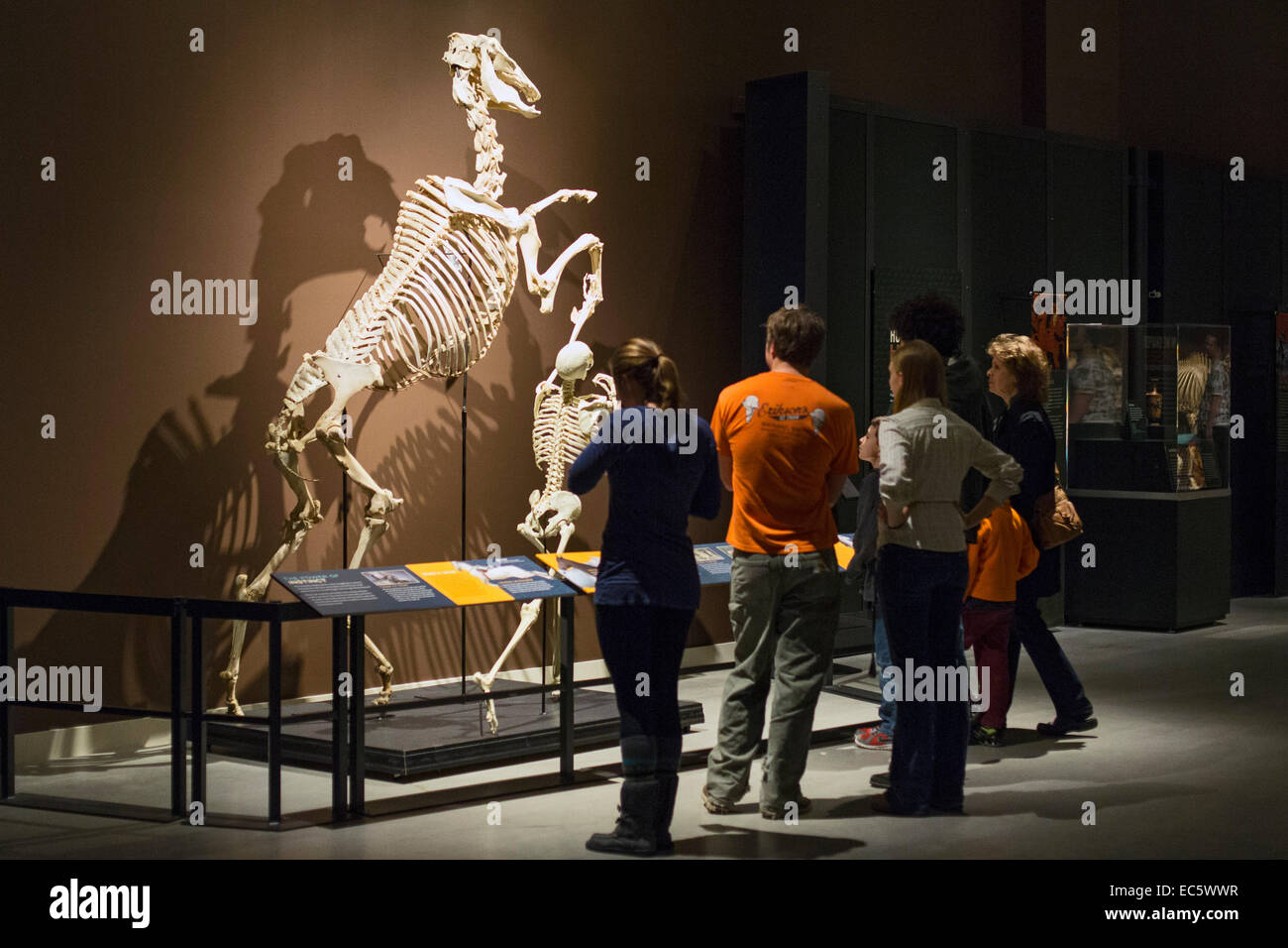 Salt Lake City, Utah - scheletri di un cavallo e del suo gestore umana presso il Museo di Storia Naturale dello Utah. Foto Stock