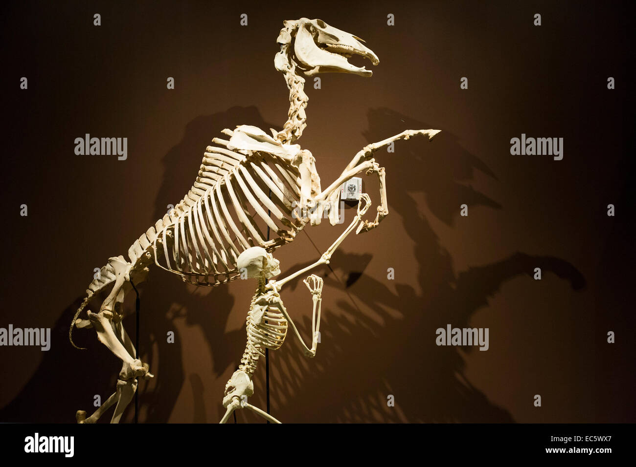 Salt Lake City, Utah - scheletri di un cavallo e del suo gestore umana presso il Museo di Storia Naturale dello Utah. Foto Stock