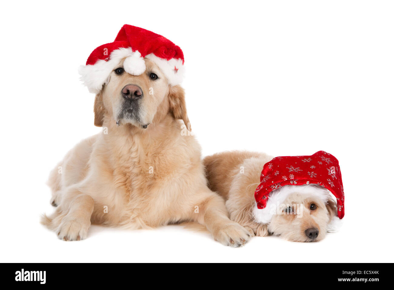 Un Golden Retriever e un piccolo incrocio indossando cappelli di Natale Foto Stock
