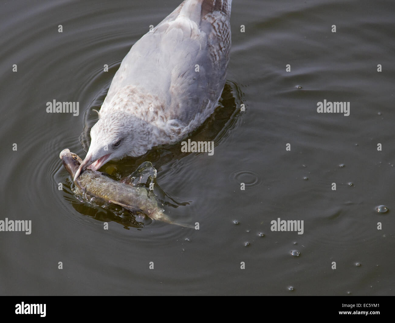 Seagull con pesce nel becco Foto Stock