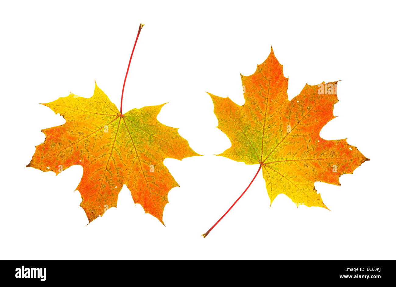 Due caduta delle foglie foglie di acero su uno sfondo bianco. Foto Stock