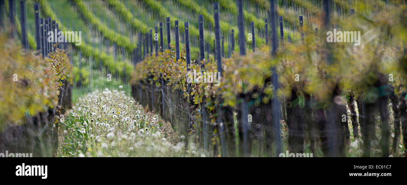 Sud della Strada del Vino, Germania, Europa Foto Stock