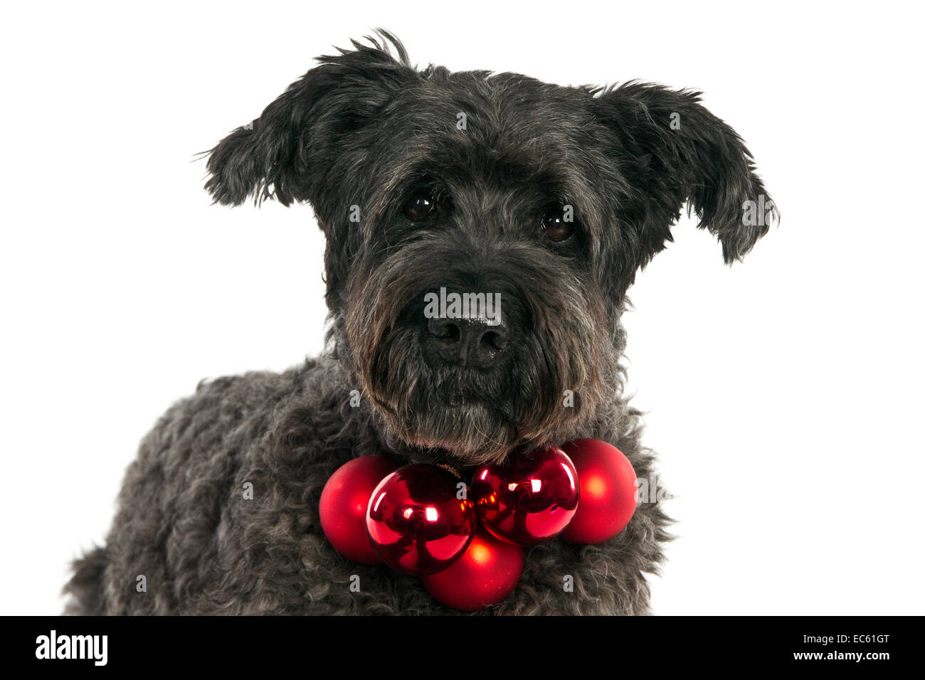 Grigio scuro Bouvier con palle di Natale intorno al collo Foto Stock