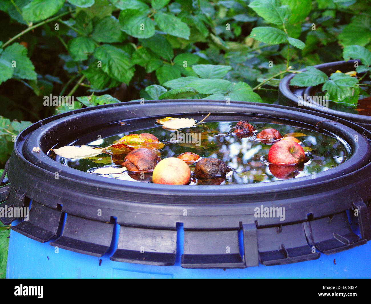 Mele marce in una pozza d'acqua Foto Stock