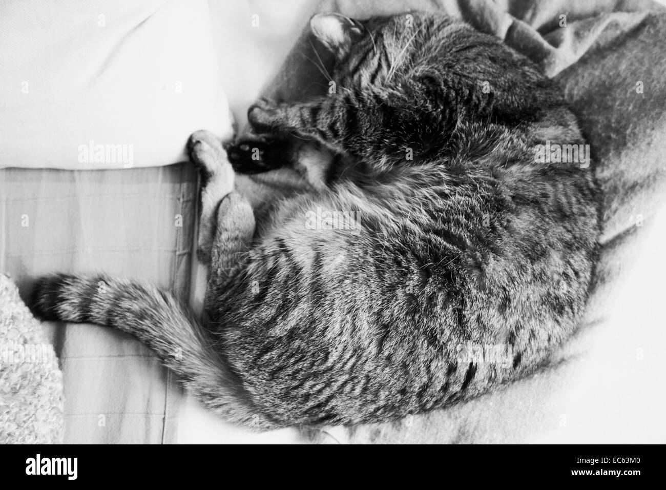 Gatto sul divano con la luce del sole, Tomcat, stanchi, riposo, in bianco e nero Foto Stock