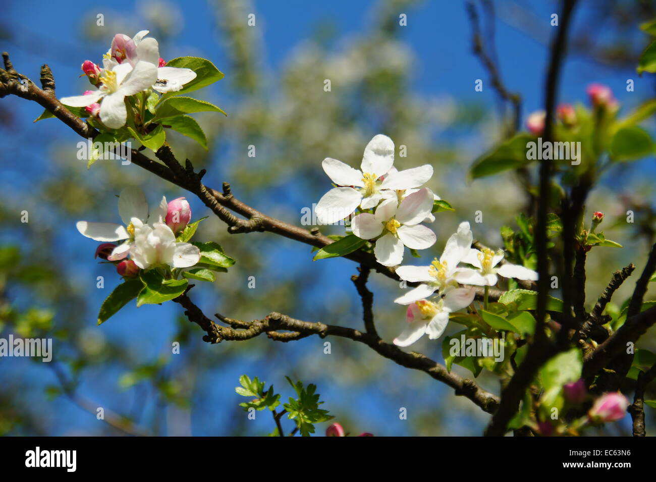 fiori di melo Foto Stock