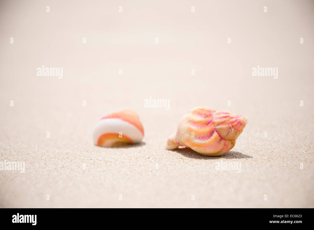 Shell e il corallo sulla spiaggia Foto Stock