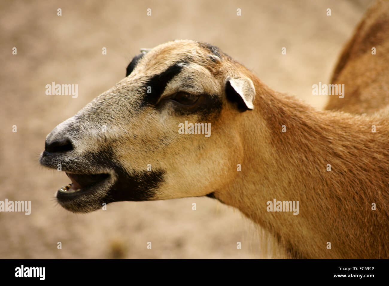 Pecora belante Foto Stock