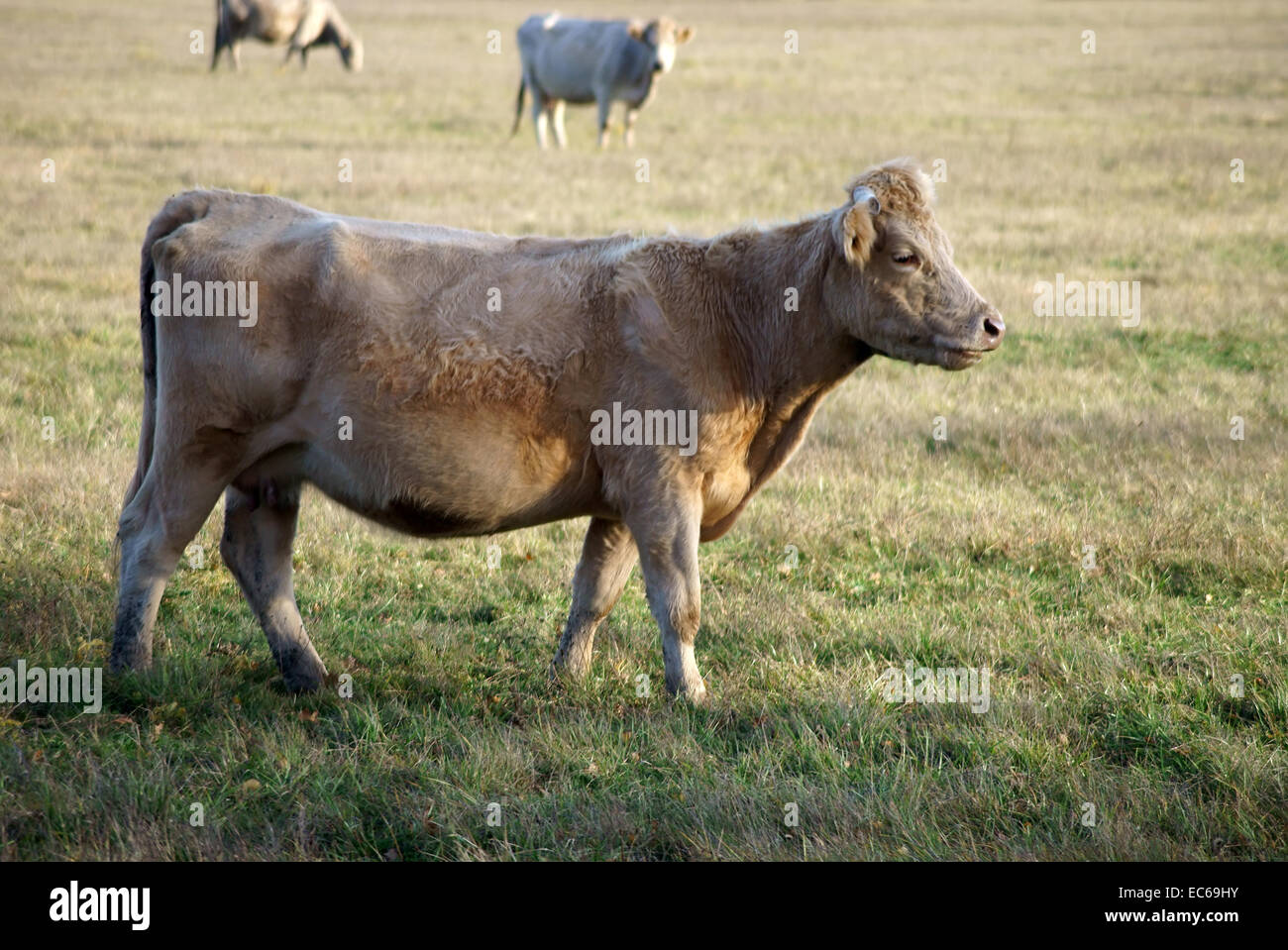 La mucca bianca Foto Stock