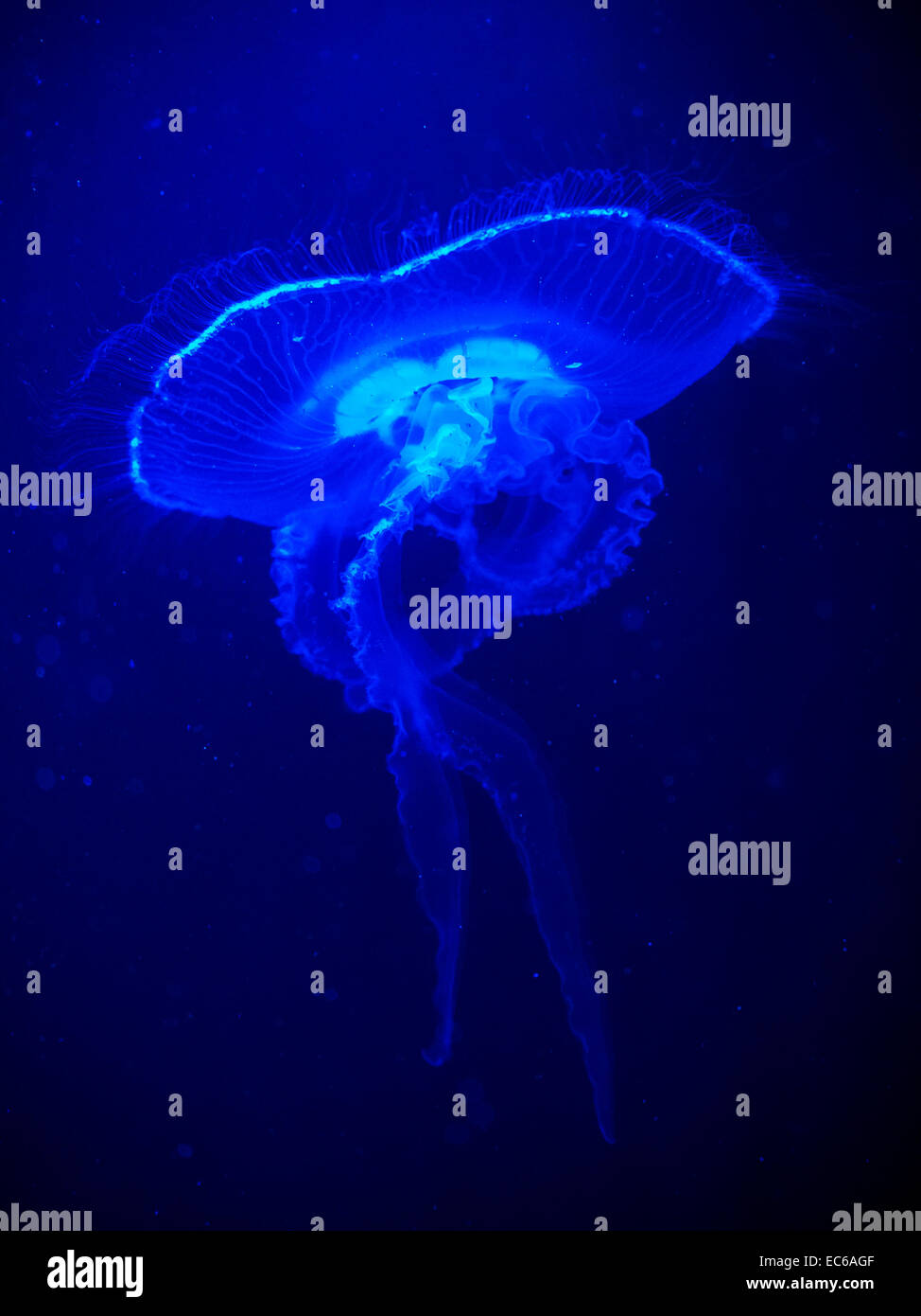 Luna meduse (Aurelia aurita) che si illumina sotto l'illuminazione blu attinica Foto Stock